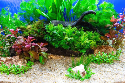 All Aquarium Plants