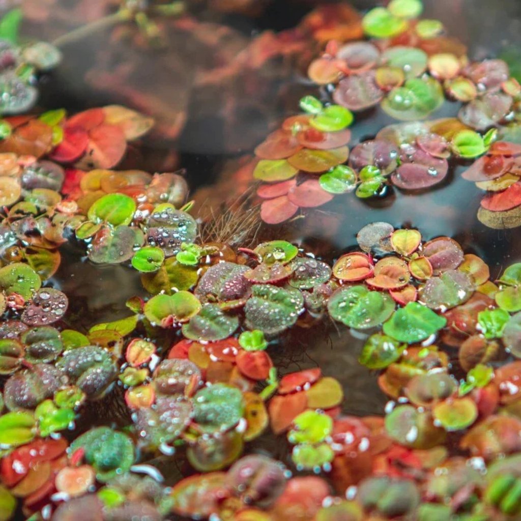 Welcome to our Pond Plant Paradise! Discover a diverse selection of water lilies, floating ferns and more, curated for every pond size and type.