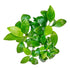 Anubias
