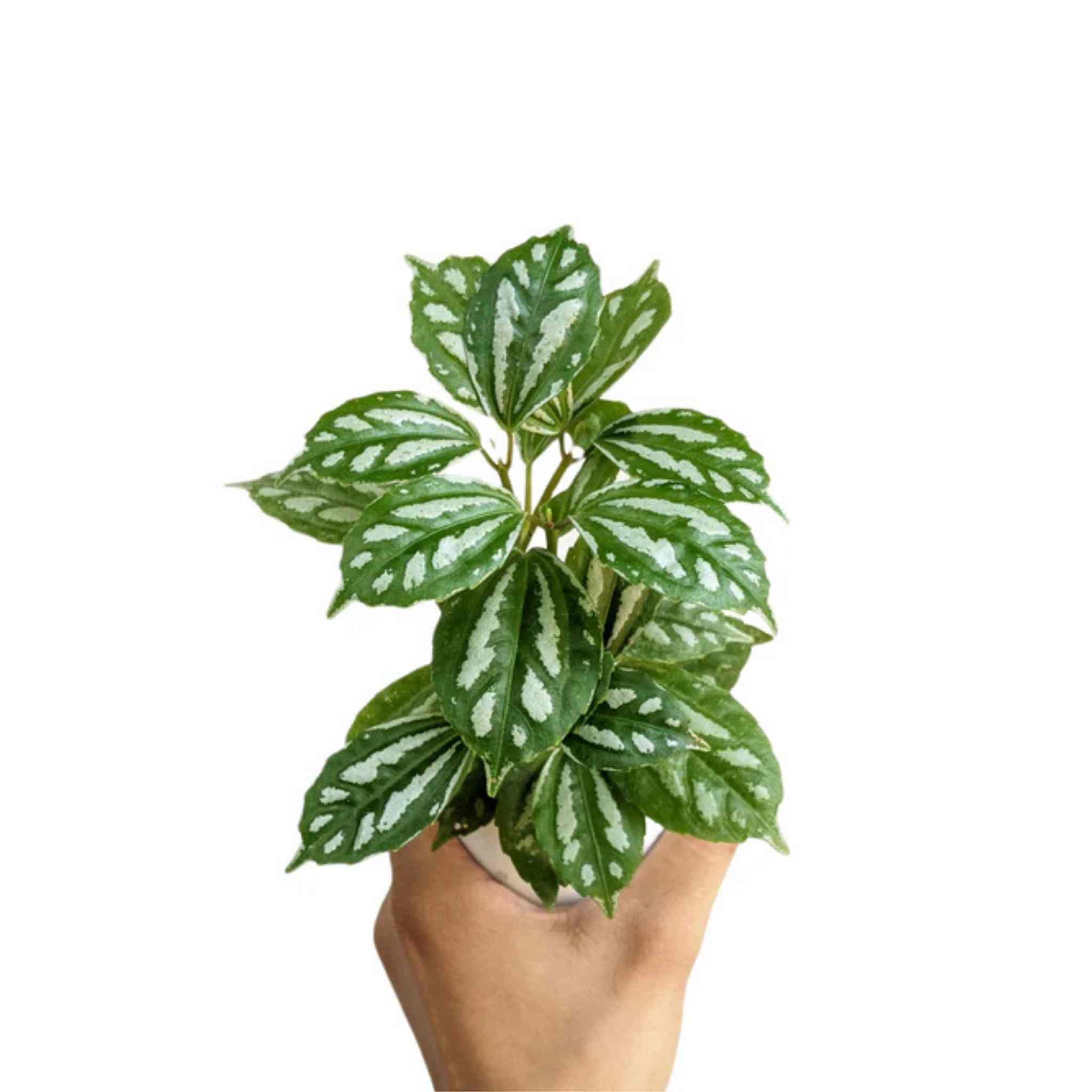 Pilea Cadierei Aluminum Plant