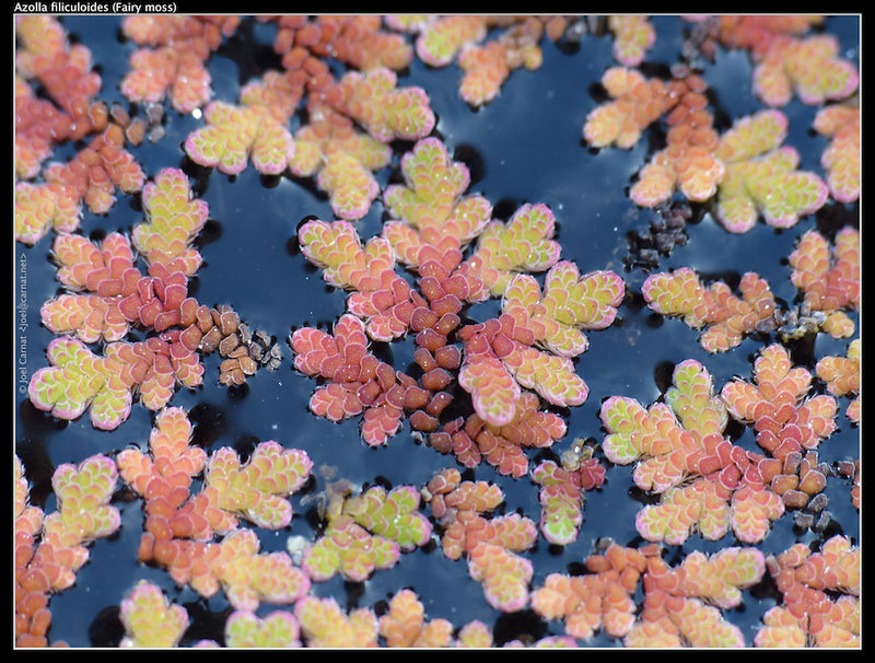 Azolla Filiculoides "Fairy Moss"