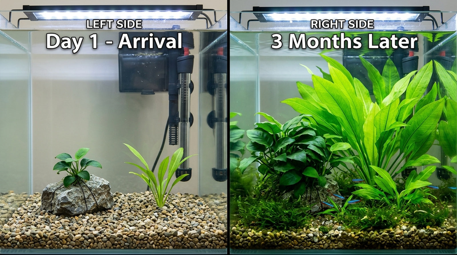 Live Aquarium Bundle aquarium plant