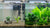 Live Aquarium Bundle aquarium plant