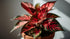 Aglaonema Queen Red Valentine