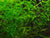 Guppy Grass Najas Guadalupens in fish tank setup
