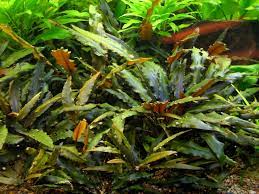 Cryptocoryne Crypt (Undulata) size and color reference