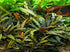 Cryptocoryne Crypt (Undulata) size and color reference