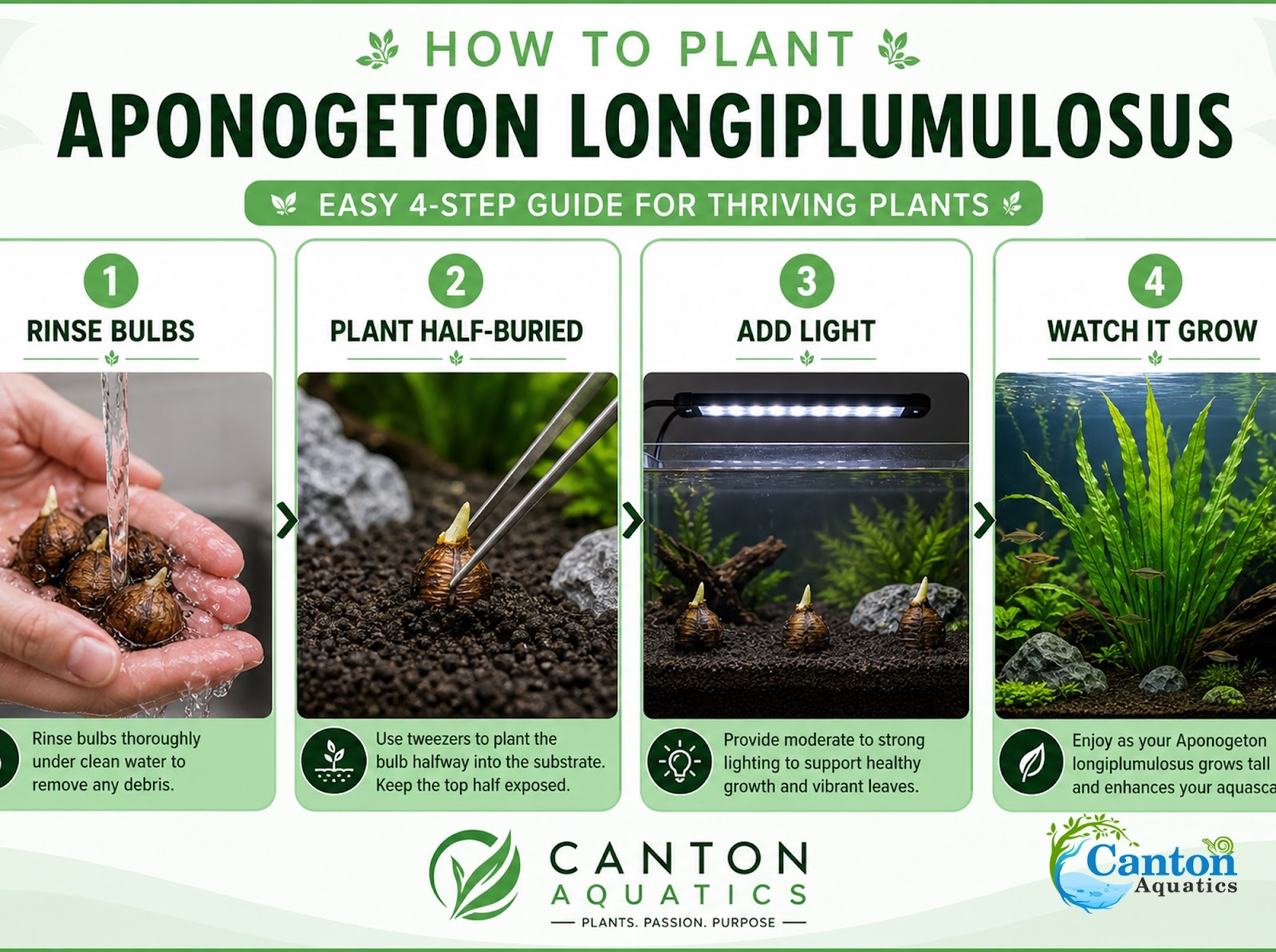 Aponogeton Longiplumulosus - Image 9 of 10