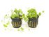 Dwarf PennyWort Japan Hydrocotyle Potted Live Aquarium Plants in freshwater aquarium