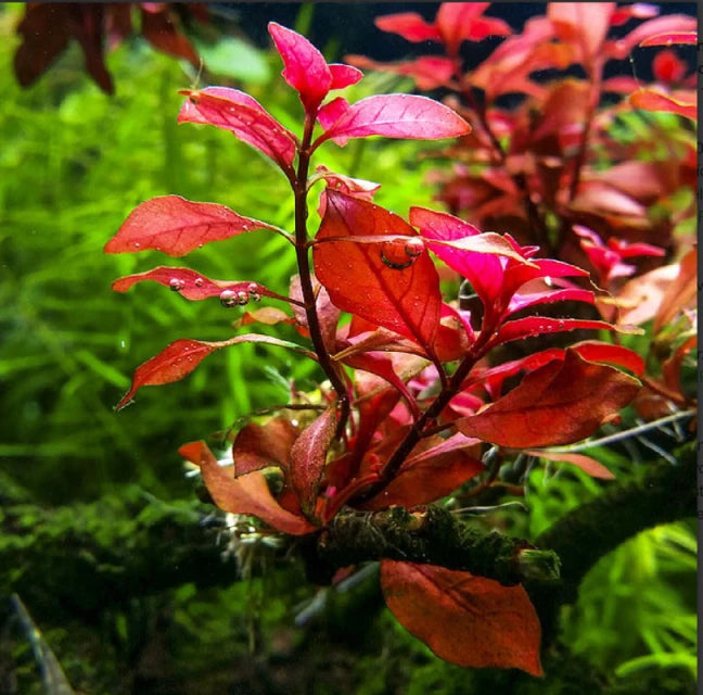Ludwigia Repens Super Red Mini size and color reference