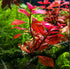 Ludwigia Repens Super Red Mini size and color reference