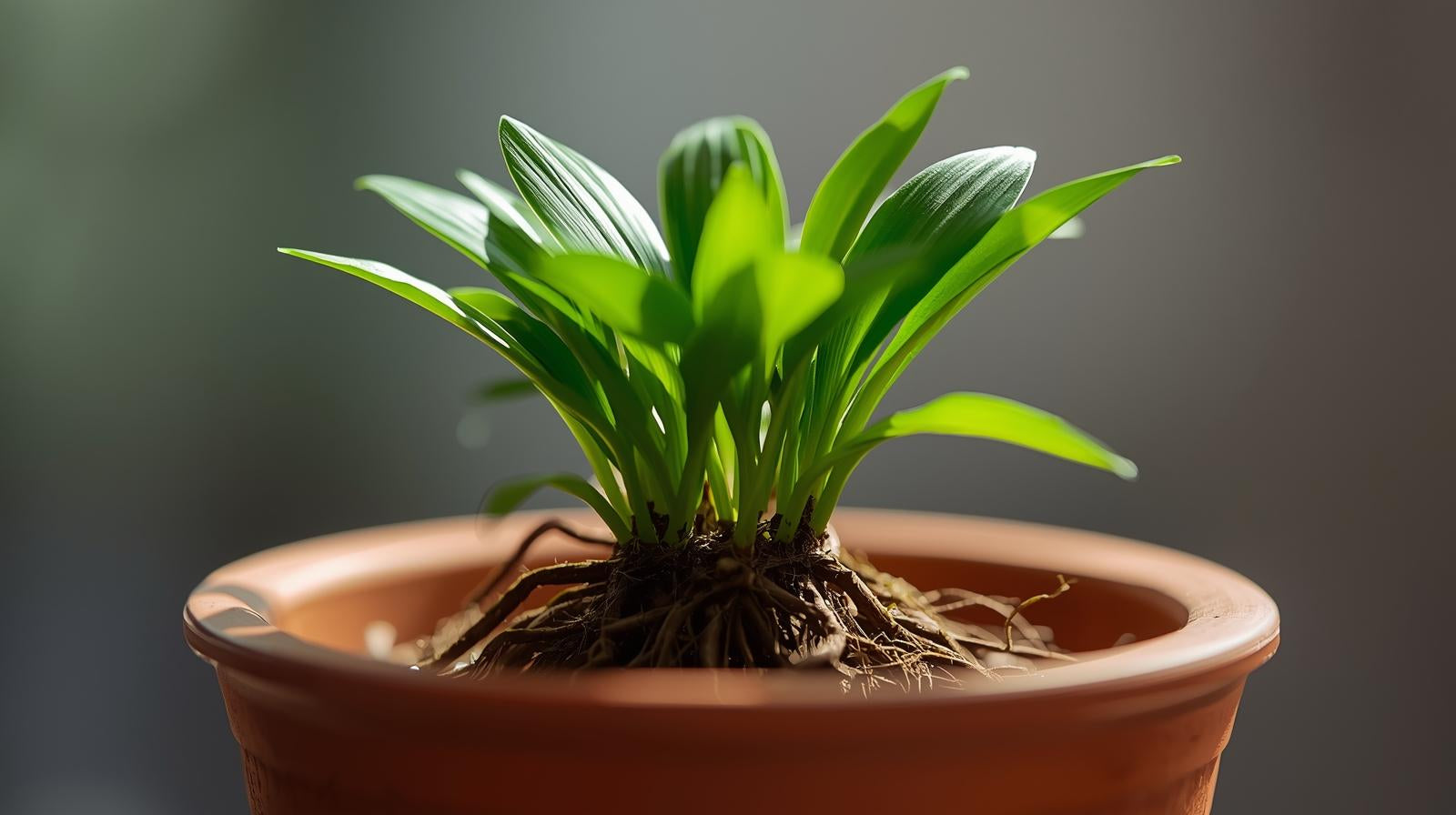 Dwarf Sagittaria (Broadleaf) - In Aquarium Setting