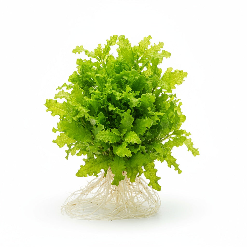 Florida Ruffle “Green Hedge” (Alternanthera sp.) healthy growth example
