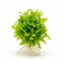 Florida Ruffle “Green Hedge” (Alternanthera sp.) healthy growth example