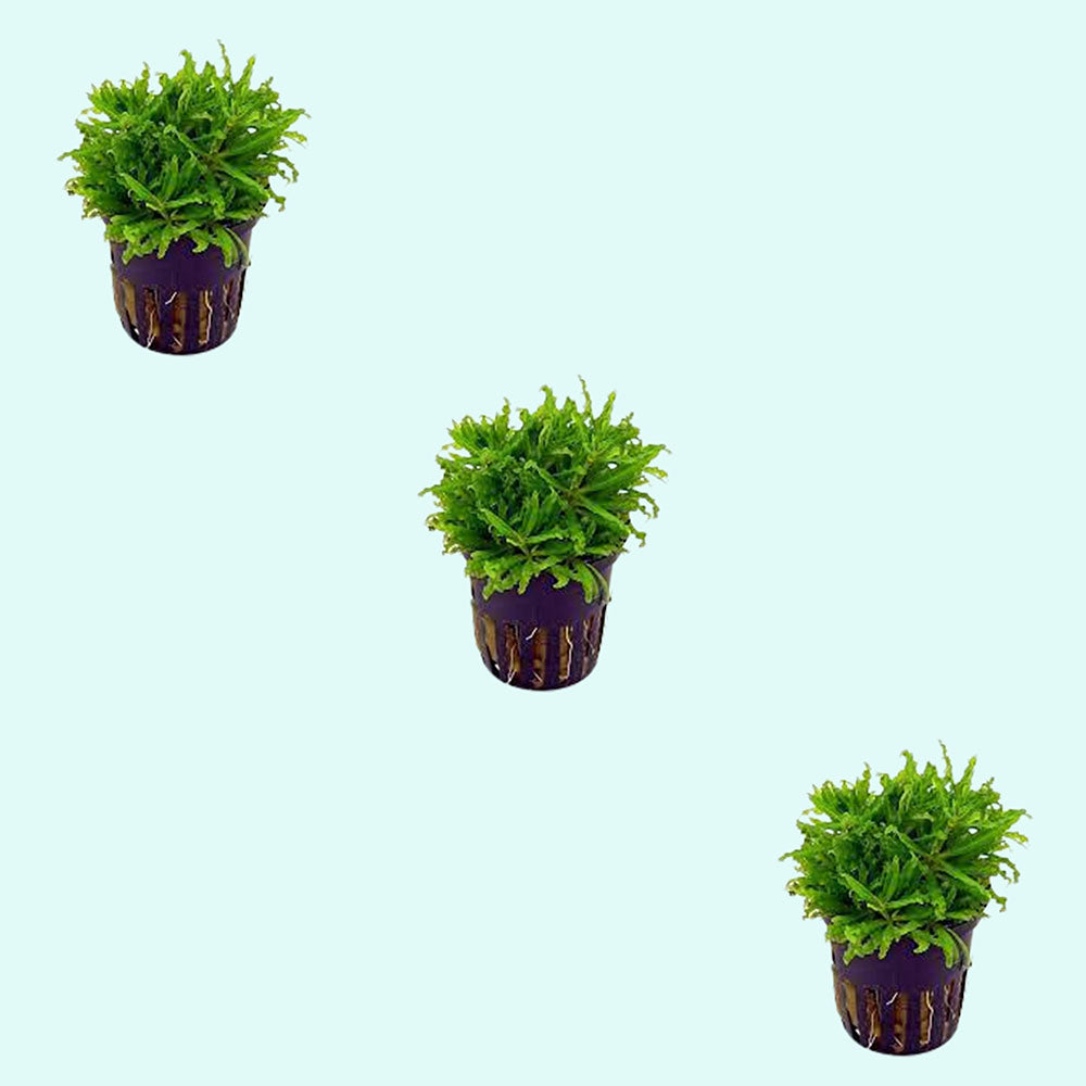 Pogostemon Helferi product photo