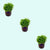 Pogostemon Helferi product photo