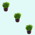 Pogostemon Helferi product photo