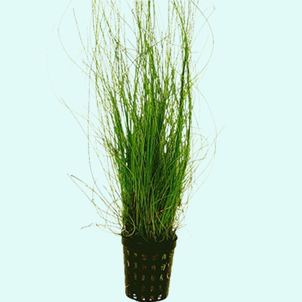 STUNNING Hairgrass Eleocharis Vivipara In 2" Plastic Pot Buy2 Get1 FREE 🔥