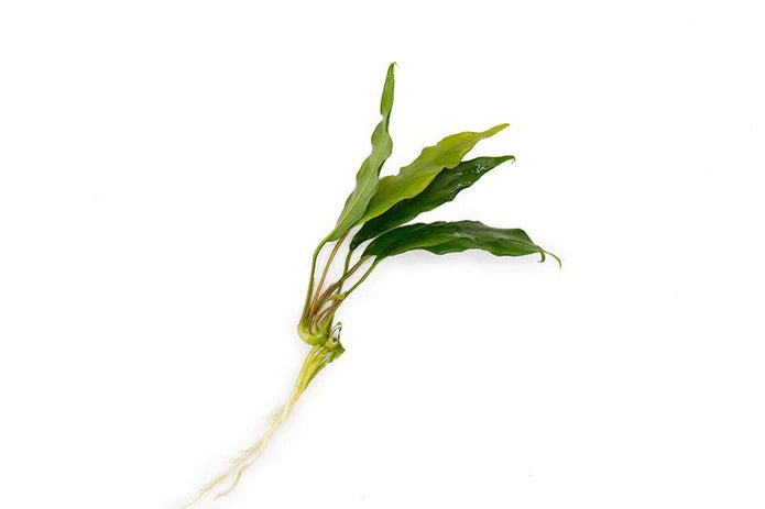 Anubias Minima Bare Root
