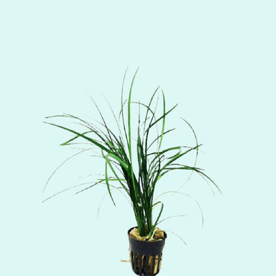 Mondo Grass (Ophiogon Japonica)