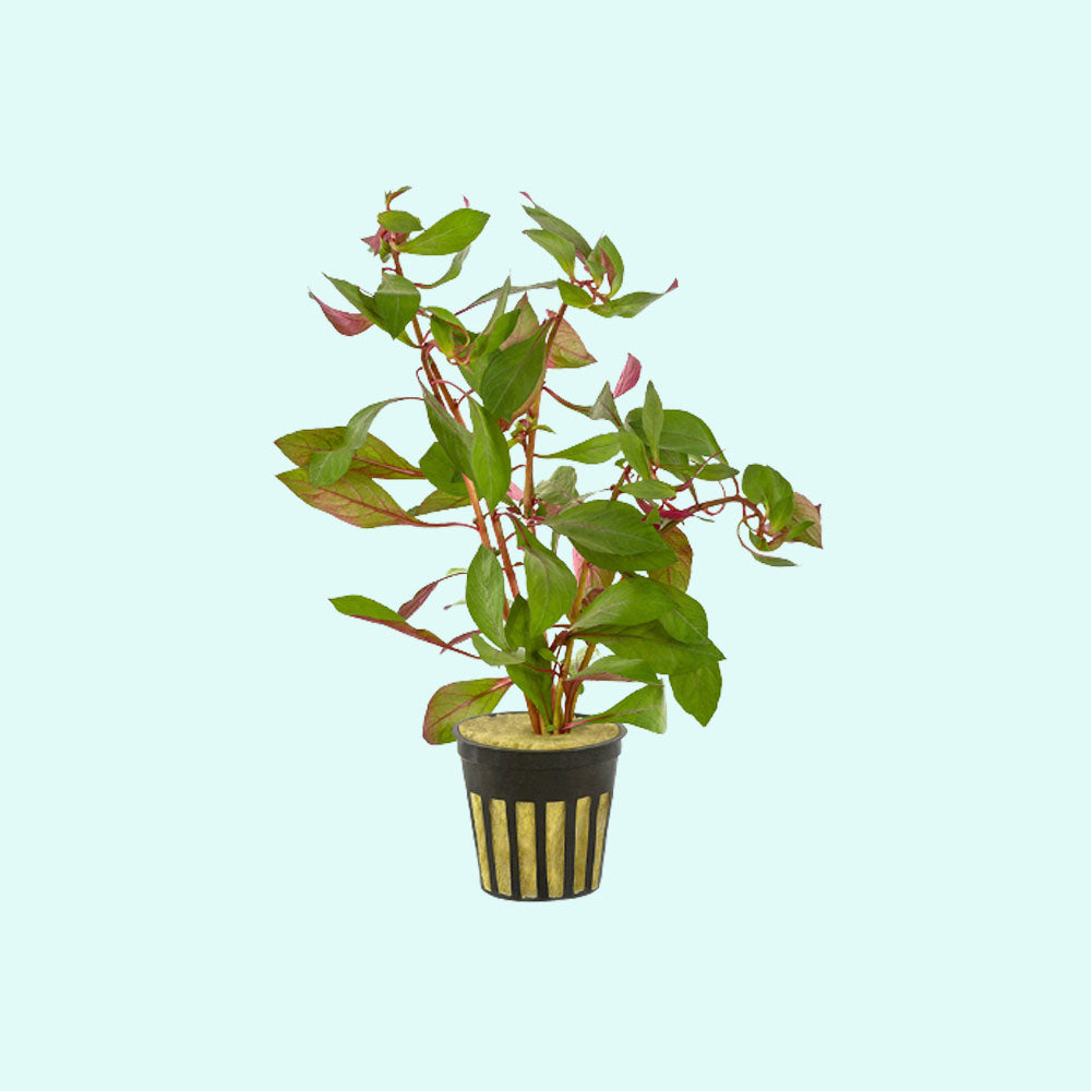 Ludwigia Repens Super Red Mini – Live Freshwater Aquarium Plant product photo