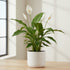 Brazilian Sword “Peace Lily” (Spathiphyllum sp)