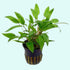 Cryptocoryne Wendtii Green