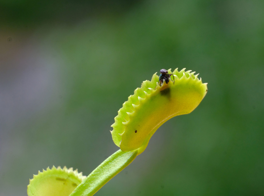 Venus Flytrap ‘Dente’ in freshwater aquarium