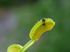 Venus Flytrap ‘Dente’ in freshwater aquarium