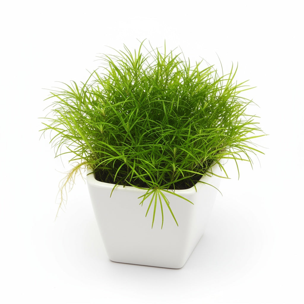 Micro Sword NarrowLeaf (Lilaeopsis Zelandiae)