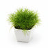 Micro Sword NarrowLeaf (Lilaeopsis Zelandiae)