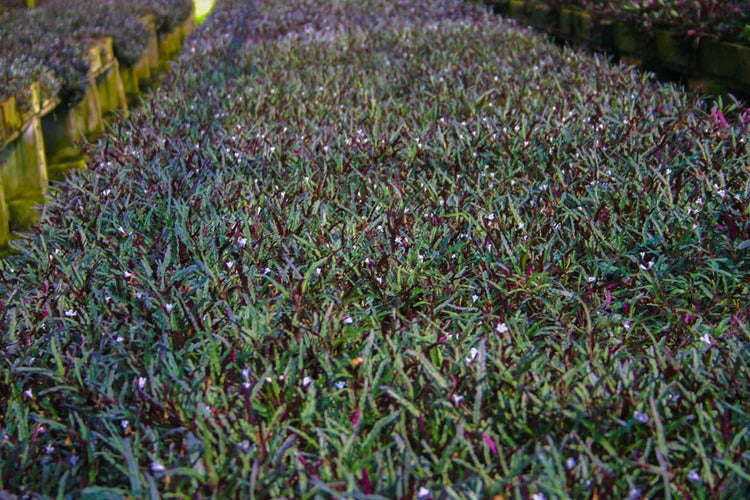 Dragon’s Tongue (Flame) – Hemigraphis Repanda