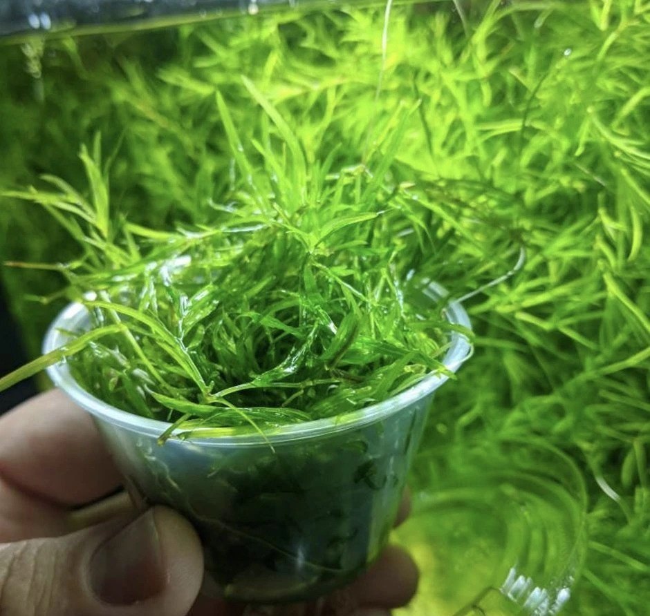 Guppy Grass Najas Guadalupens close-up detail