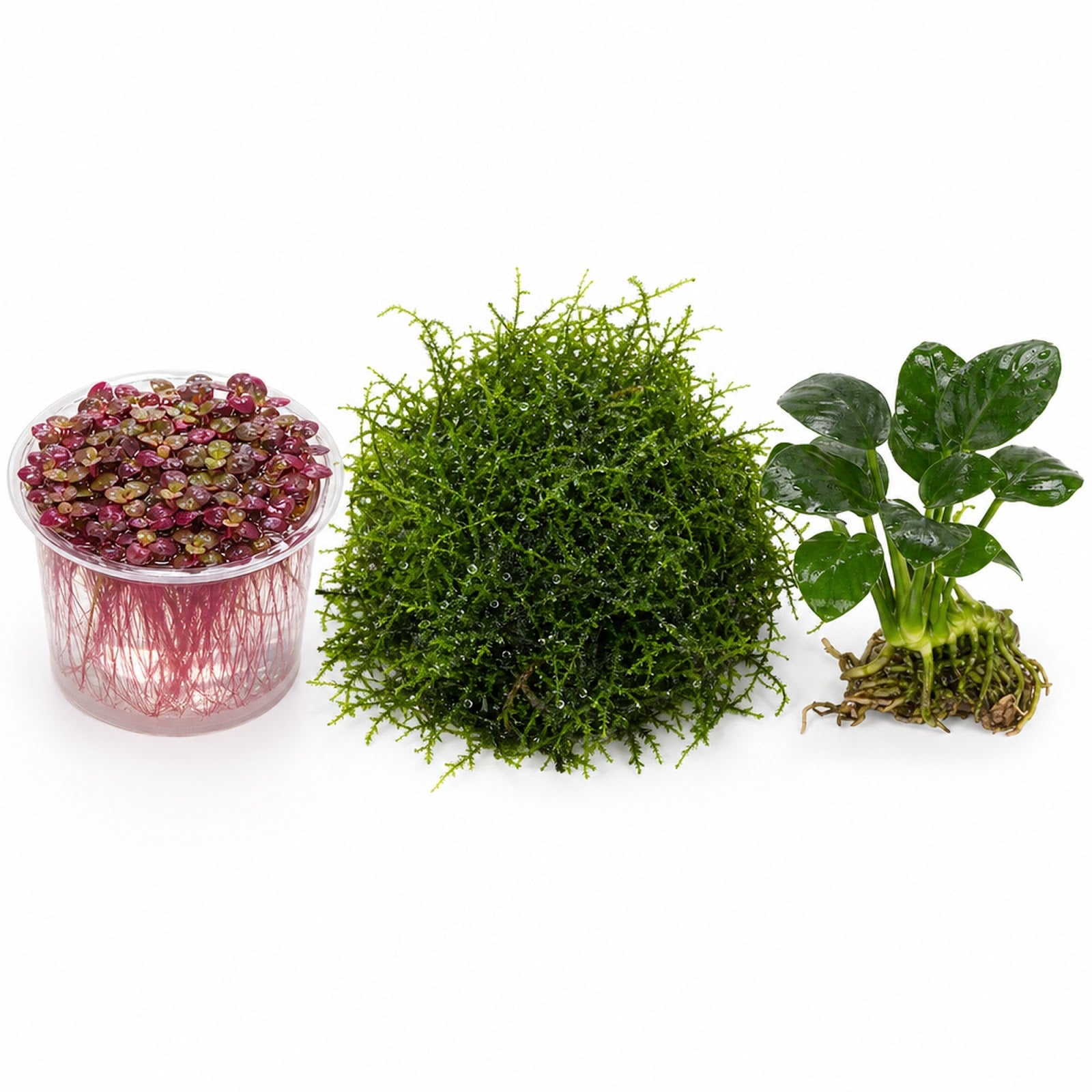 Live Shrimp Tank Plant Bundle | Aquarium Plants for Shrimp Neocaridina Cherry Shrimp - Live Aquarium Plant