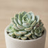 Echeveria Prolifica Succulent