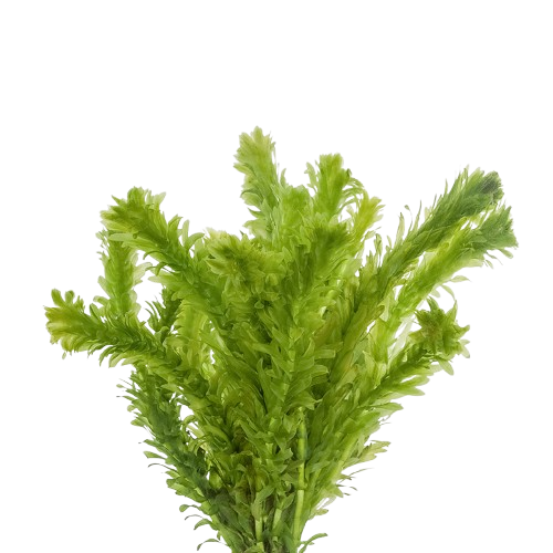 Anacharis Egeria Najas aquatic plant for planted tank