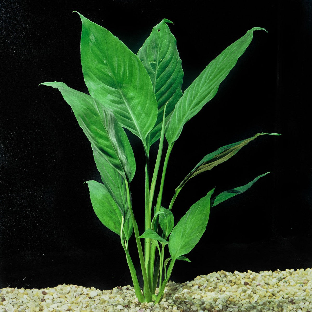Brazilian Sword “Peace Lily” (Spathiphyllum sp)