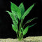 Brazilian Sword “Peace Lily” (Spathiphyllum sp)