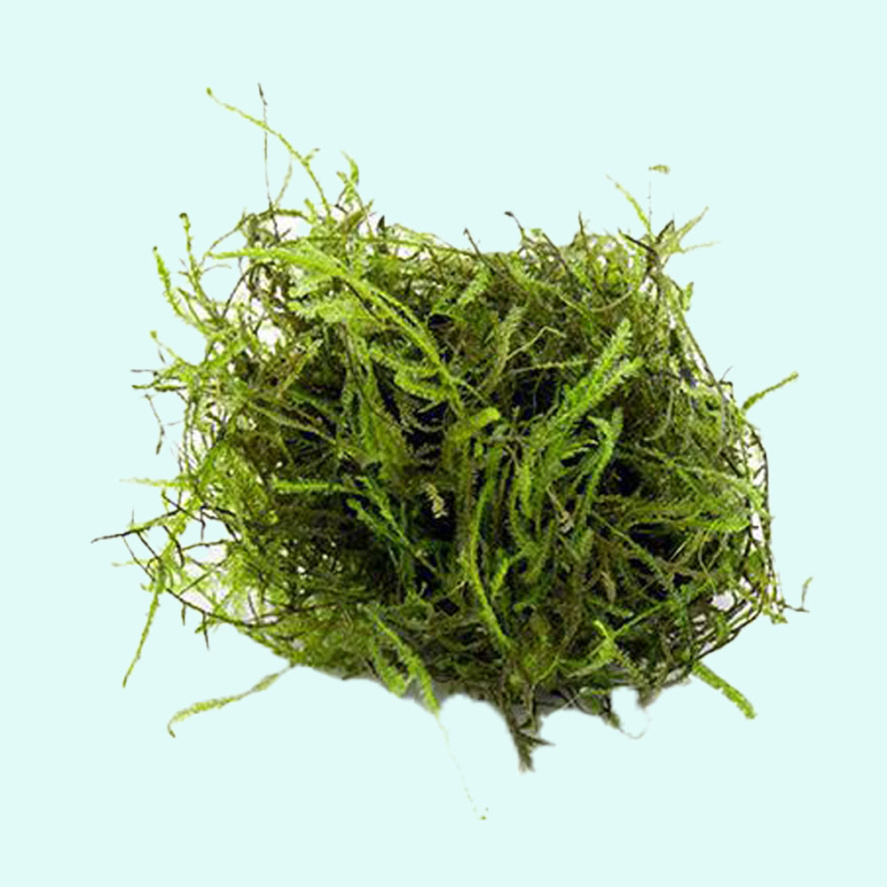 Java Moss "Taxiphyllum Barbieri" product photo