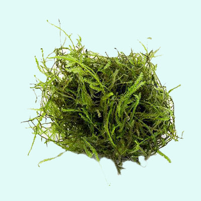 Java Moss "Taxiphyllum Barbieri"