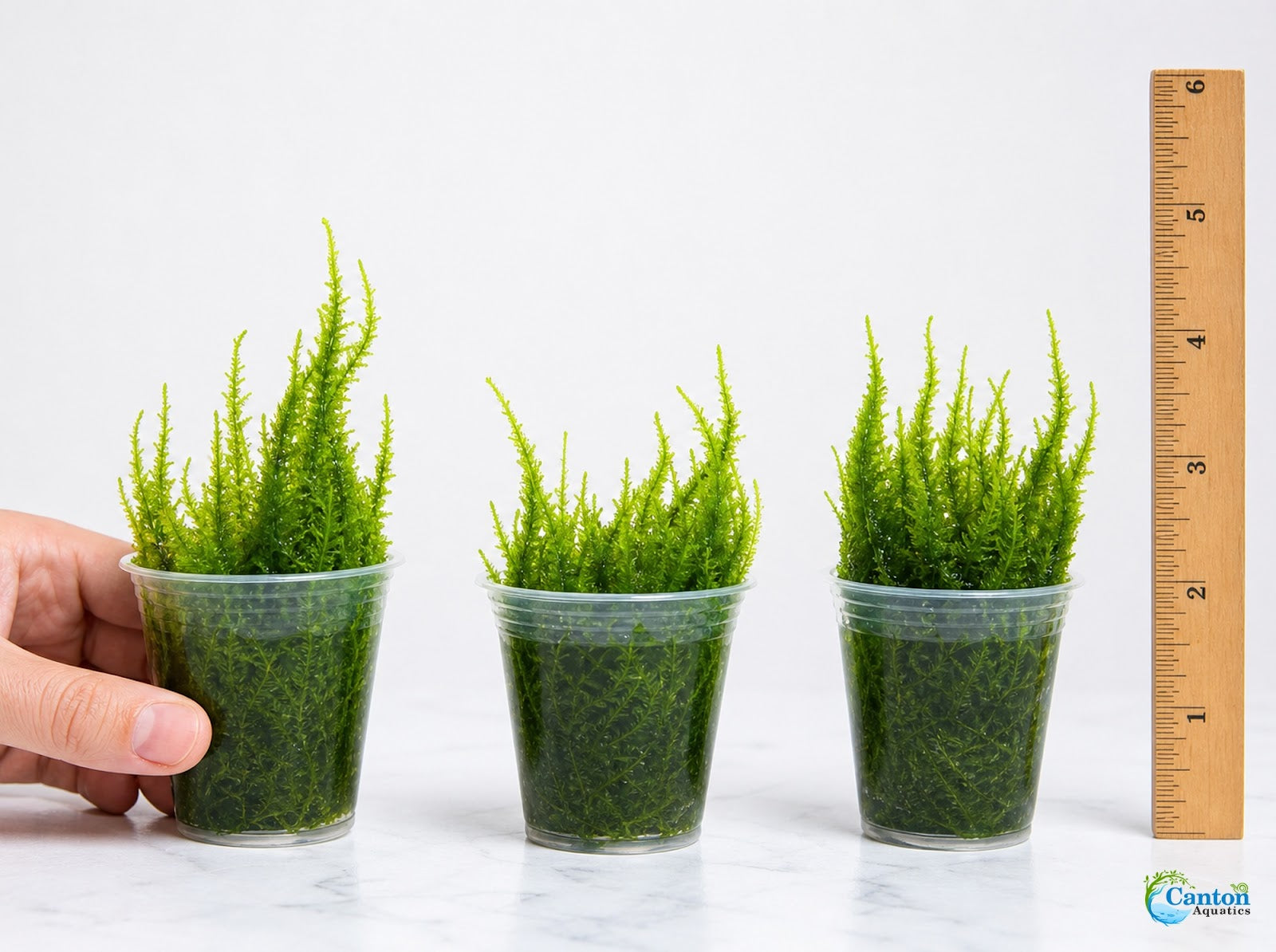 Flame Moss Live Aquarium Plant 3 Pack 4oz Freshwater Moss for Fish Tank from Canton Aquatics