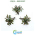 Bucephalandra Kedagang 52 - Image 13
