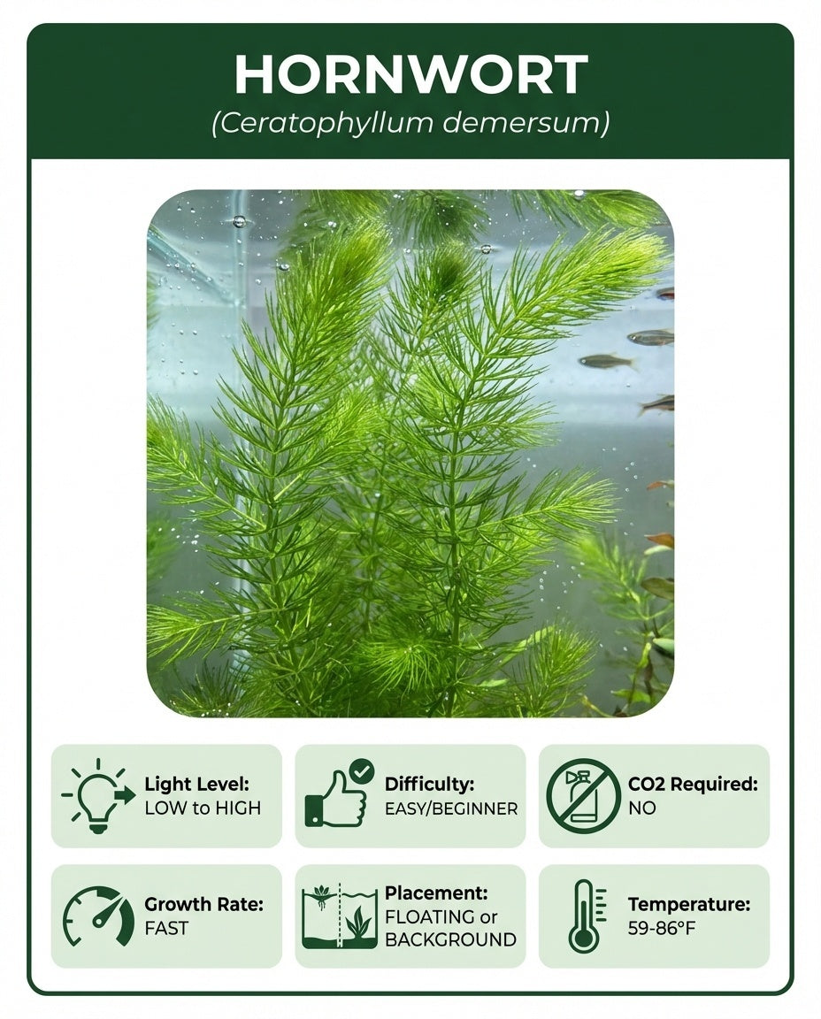 Hornwort Bunch close-up detail