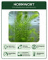 Hornwort Bunch close-up detail