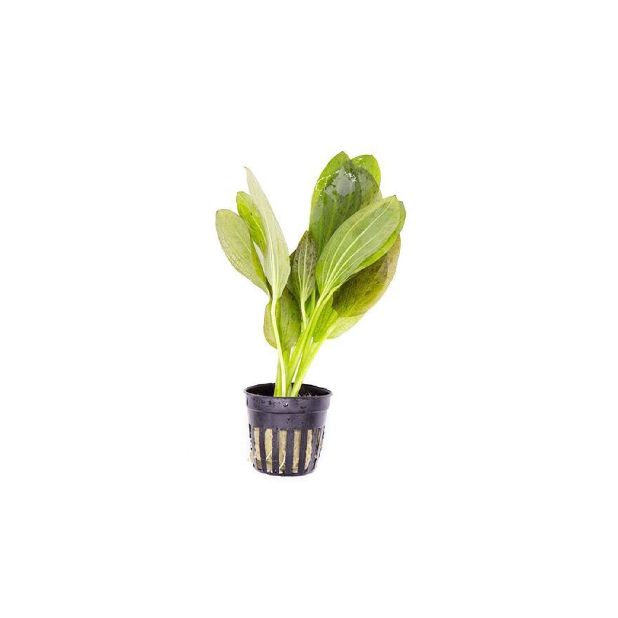 Echinodorus Ozelot Green Amazon Sword Live Aquarium Plants BUY 2 GET 1 FREE