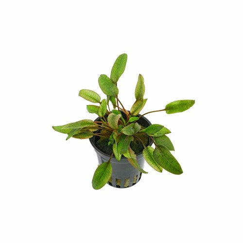 Cryptocoryne Crypt Flamingo Live Aquarium Plant Pink Easy close-up detail