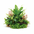 Cichlid-Friendly Live Plant Pack in freshwater aquarium