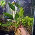 Anubias Hastifolia aquatic plant for planted tank