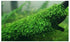 Java Moss "Taxiphyllum Barbieri" healthy growth example