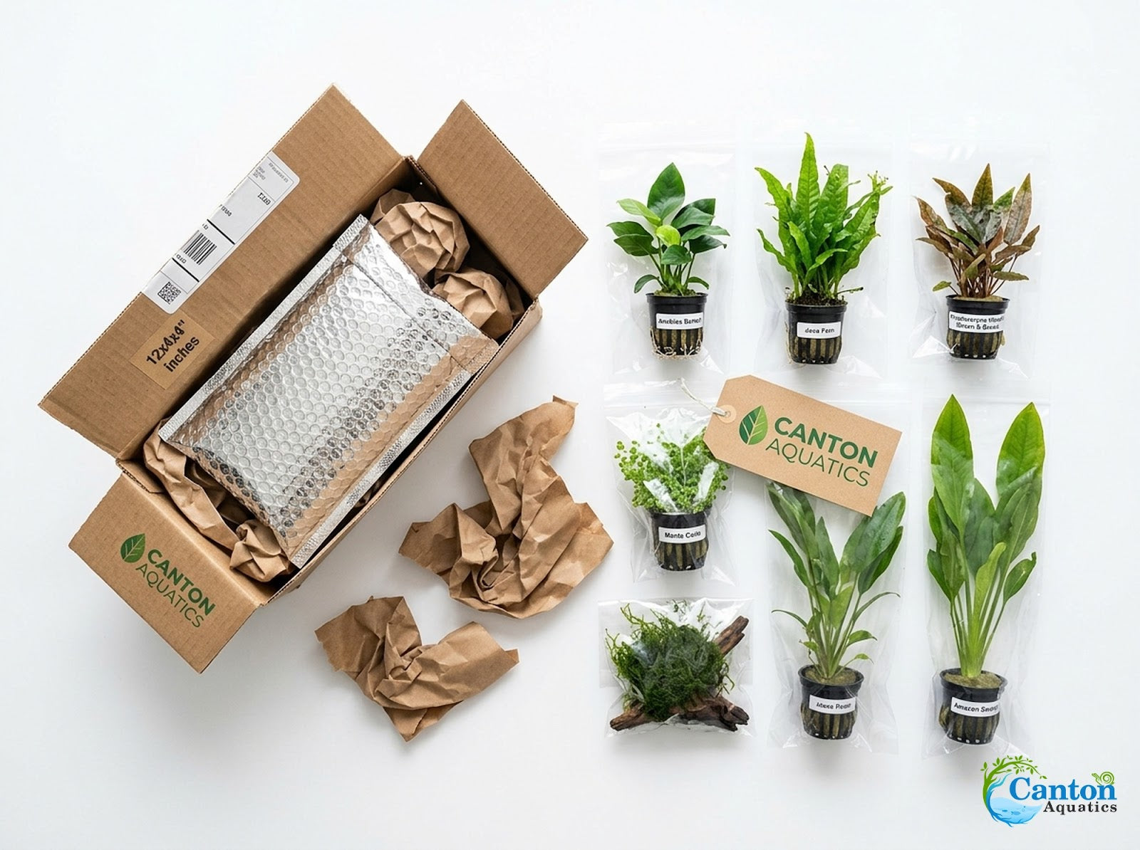 Live Aquarium Plants Bundle 10 Pack - Aquarium Setup Example